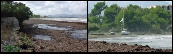 posidonia on the beach Sa Marina kitesurfen schule Mallorca