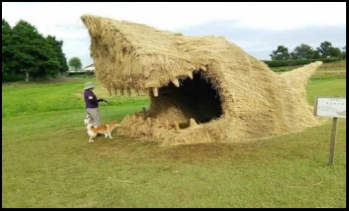 7 tiburones en Mozambique navegar siempre cerca de la playa