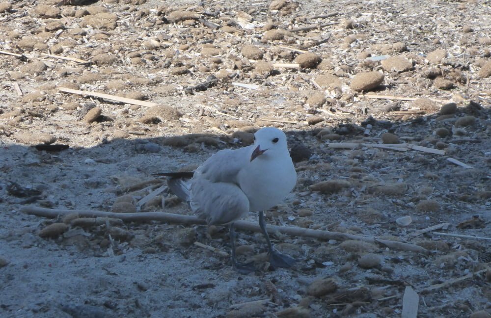 pajaro en bahia de Pollensa