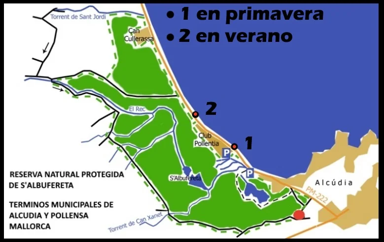 Nuestra-escuela-de-kitesurf-ofrece-clases-de-kite-en-las-áreas-autorizadas-del-Parque-Natural-SAlbufereta.